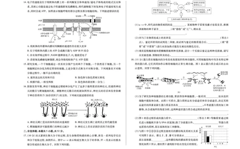 河南省2025&mdash;2026学年（上）高三阶段性检测生物_2025年10月_251021天一大联考&middot;河南省2025&mdash;2026学年（上）高三阶段性检测（全科）