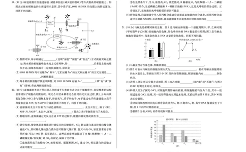 河南省2025&mdash;2026学年（上）高三阶段性检测生物_2025年10月_251021天一大联考&middot;河南省2025&mdash;2026学年（上）高三阶段性检测（全科）