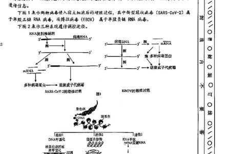 天津市河东区2024-2025学年高三上学期期末质量检测生物+答案_2025年1月_250113天津市河东区2024-2025学年高三上学期期末质量检测（全科）