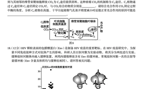 广西邕衡教育&middot;名校联盟2024~2025学年度2022级高三下学期开学考试生物_2025年2月_250220广西邕衡教育&middot;名校联盟2022级高三下学期开学考试（全科）