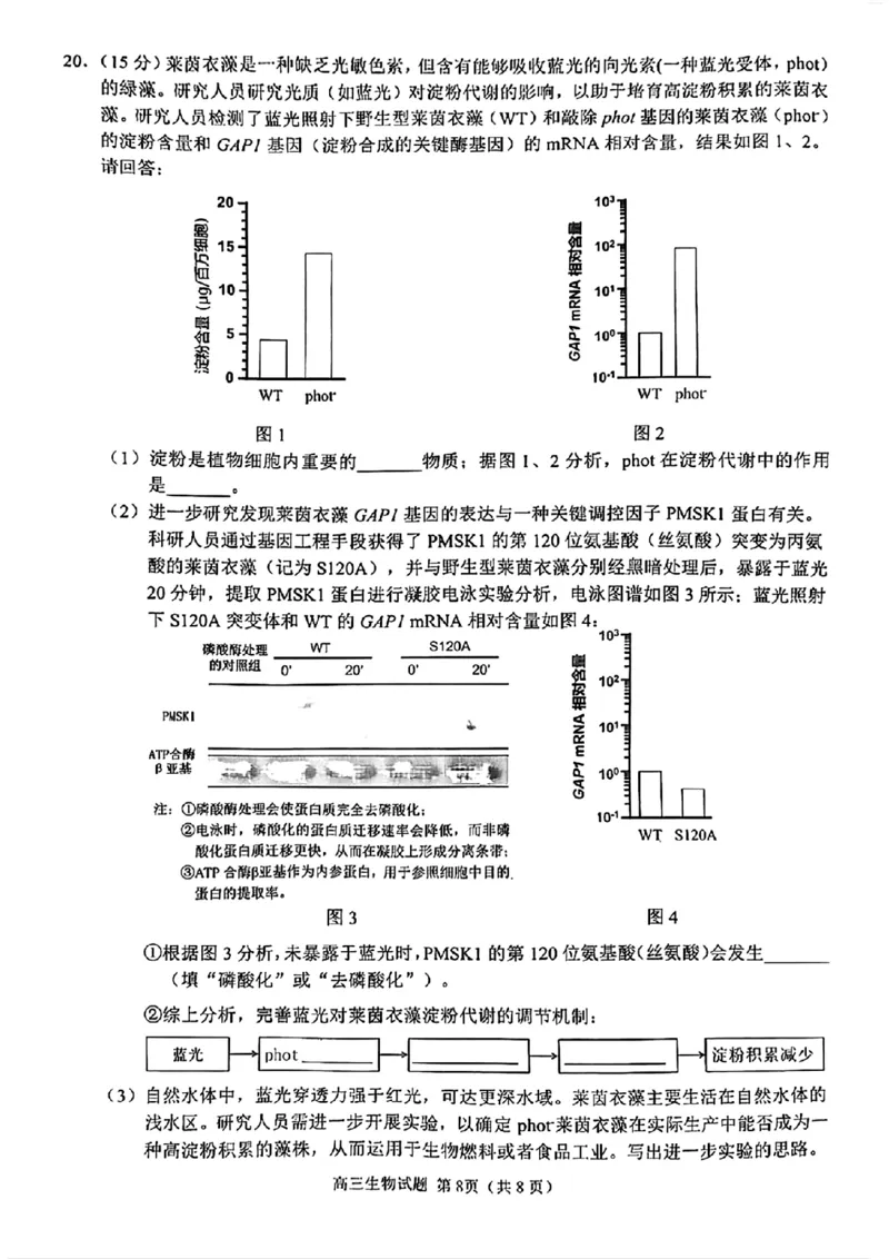 生物泉州市2025届高中毕业班适应性练习卷_2025年4月_250427福建省泉州市2025届高中毕业班适应性练习卷（泉州四检）（全科）_福建省泉州市2025届高中毕业班4月适应性练习卷生物