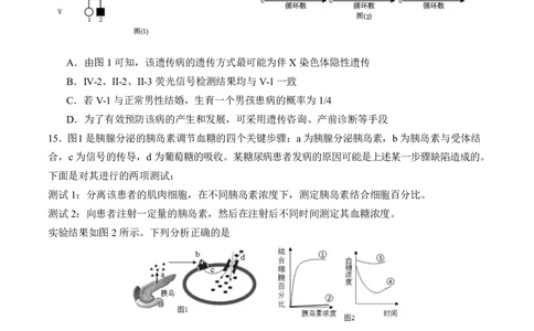 福建省厦门市第一中学2024-2025学年高三下学期第一次质检模拟生物学试题（含答案）_2025年2月_250227福建省厦门市第一中学2024-2025学年高三下学期第一次质检模拟