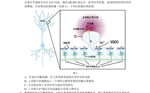 大湾区联考（二）生物学试题_2025年4月_250424广东省大湾区2025届普通高中毕业年级联合模拟考试（二）（大湾区二模）_广东省大湾区2025届普通高中毕业年级联合模拟考试（二）生物