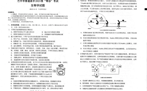 四川省巴中市普通高中2023级&ldquo;零诊&rdquo;考试生物_2025年9月_250919四川省巴中市普通高中2023级&ldquo;零诊&rdquo;考试（巴中零诊）（全科）_四川省巴中市普通高中2023级&ldquo;零诊&rdquo;考试生物