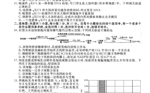 生物试卷-辽宁点石联考2025-2026学年高三10月联合考试_2025年10月_251012辽宁省点石联考2025-2026学年度上学期高三10月份联合考试（全科）_辽宁点石联考2025-2026学年高三10月联合考试生物