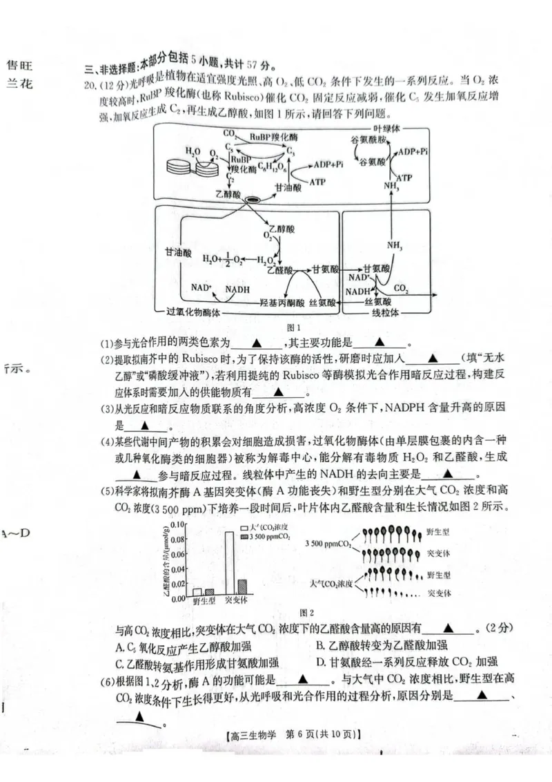 江苏省徐州市部分学校2025-2026学年高三上学期月考生物试卷_2025年10月_251016江苏省金太阳2025-2026学年高三10月联考（67C）_江苏省金太阳2025-2026学年高三10月联考生物试题（含答案）