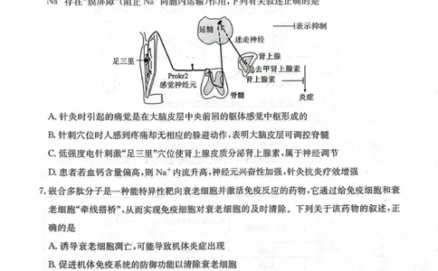 江苏省徐州市部分学校2025-2026学年高三上学期月考生物试卷_2025年10月_251016江苏省金太阳2025-2026学年高三10月联考（67C）_江苏省金太阳2025-2026学年高三10月联考生物试题（含答案）