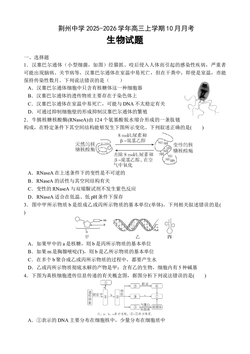 十月月考生物试卷_2025年11月_251104湖北省荆州中学2025-2026学年高三上学期10月月考（全科）_湖北省荆州中学2025-2026学年高三上学期10月月考生物试卷（含答案）