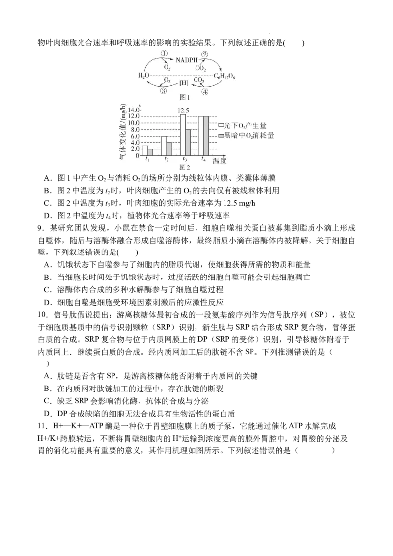 十月月考生物试卷_2025年11月_251104湖北省荆州中学2025-2026学年高三上学期10月月考（全科）_湖北省荆州中学2025-2026学年高三上学期10月月考生物试卷（含答案）