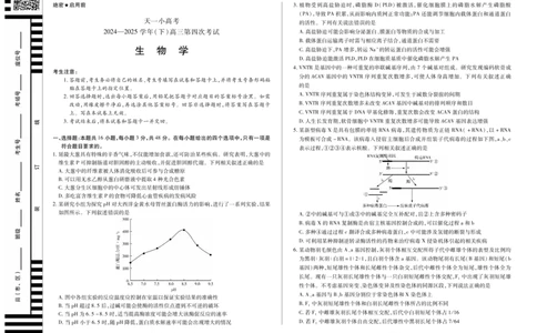 天一大联考&middot;天一小高考2024-2025学年（下）高三第四次考试生物_2025年5月_250510天一小高考2024-2025学年（下）高三第四次考试（全科）