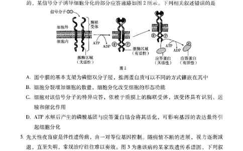 贵州省贵阳市七校2025届高三下学期联合考试（三）生物+答案_2025年4月_250412贵州省贵阳市七校2025届高三下学期联合考试（三）（全科）