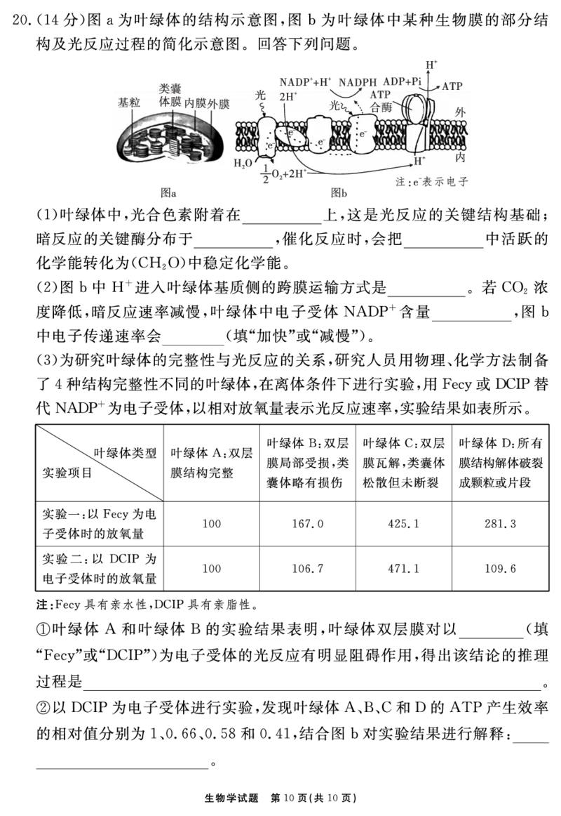安徽省2025-2026学年度&ldquo;耀正优&rdquo;高三年级10月阶段检测生物_2025年10月_251017安徽省202-2026学年度&ldquo;耀正优&rdquo;高三年级10月阶段检测（全科）
