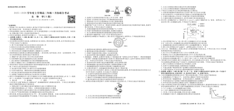 点石联考2025-2026学年度上学期高三年级9月份联合考试生物（A版）_2025年9月_250907点石联考2025-2026学年度上学期高三年级9月份联合考试（全科）