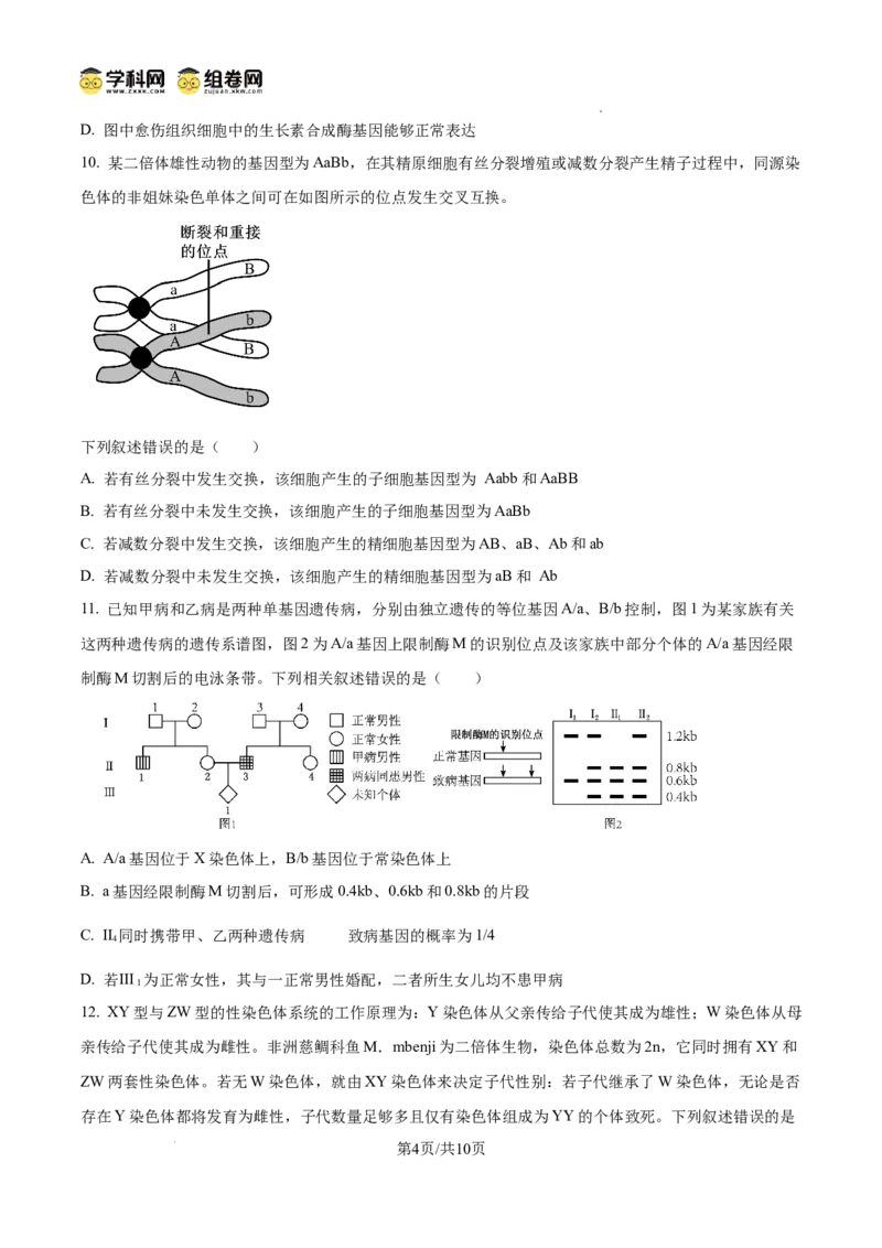 树德中学2025-2026学年高三上学期10月月考+生物_2025年10月_251017四川省成都市树德中学2025-2026学年高三上学期10月月考
