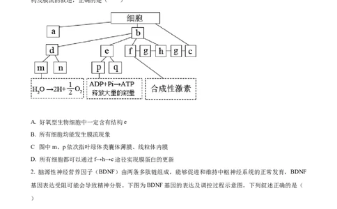 精品解析：湖南省衡阳市第一中学2025-2026学年高三下学期第一次月考生物试卷（原卷版）_2025年8月_250804湖南省衡阳市第一中学2026届高三上学期第一次月考