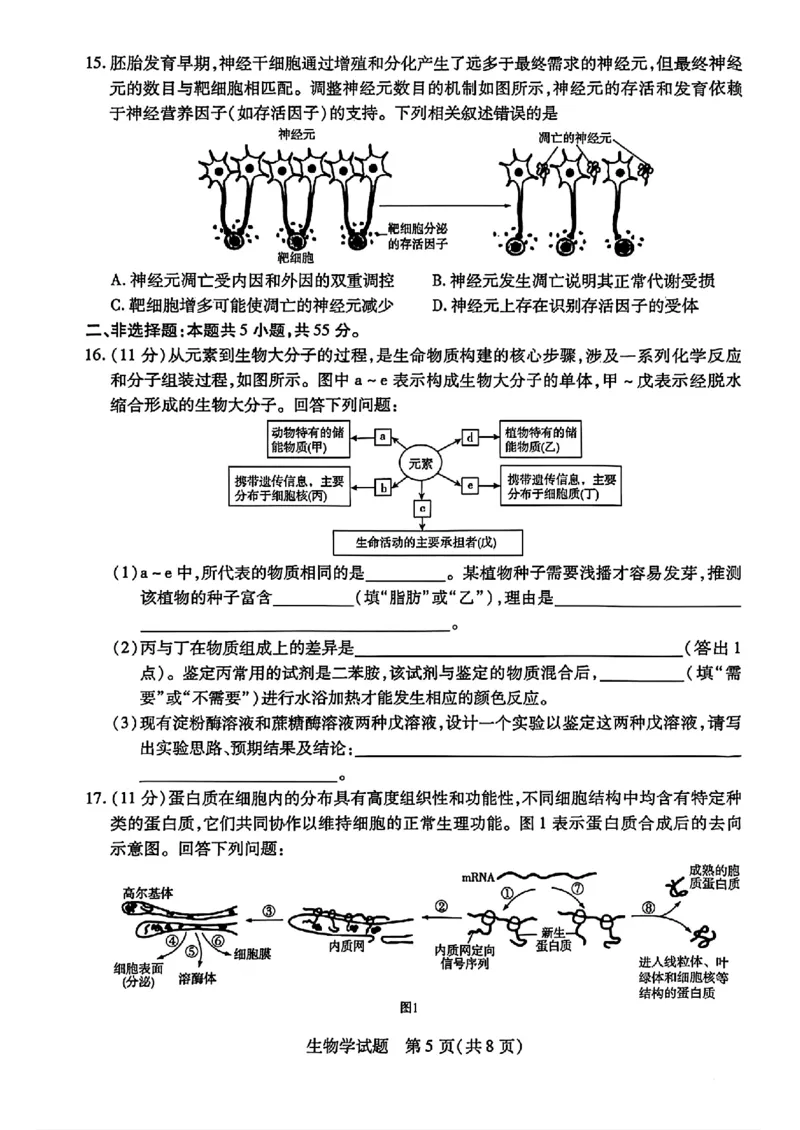 天一大联考26届高三生物10月联考试卷_2025年10月_251018安徽天一大联考豫皖联考2026届高三上学期十月调研考试（全科）_高三试卷