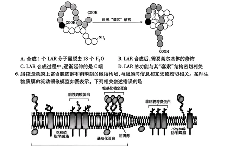 天一大联考26届高三生物10月联考试卷_2025年10月_251018安徽天一大联考豫皖联考2026届高三上学期十月调研考试（全科）_高三试卷