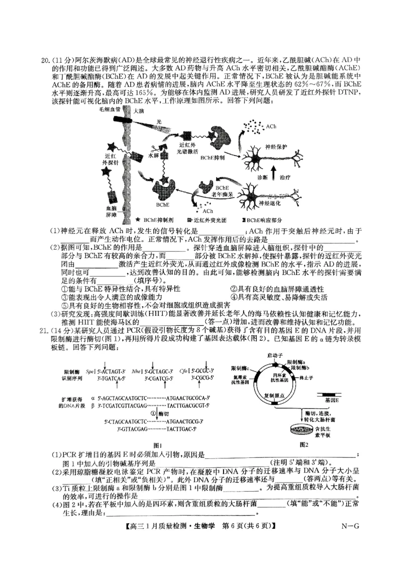 江西省名校2024&mdash;2025学年高三上学期期末联考生物试题_2025年1月_250123九师联盟2025届高三1月质量检测G（1.22-23）（全科）_2025届九师联盟高三上学期1月期末生物试题+答案（H-G）