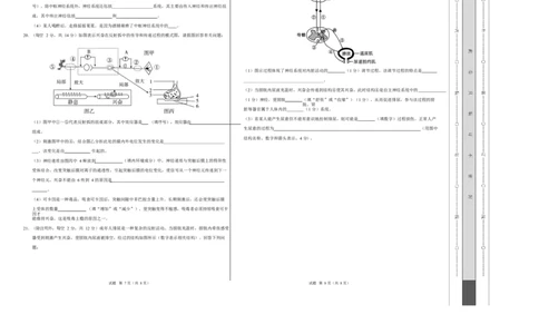 高二生物上学期第一次月考测试范围：人教版2019选择性必修1第1章~第2章（广东专用）（考试版A3）_1多考区联考试卷_2510142025-2026学年高二生物上学期第一次月考试题