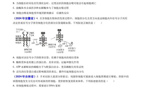 专题07细胞的分化、衰老、死亡和癌变-2024年高考真题和模拟题生物分类汇编(学生卷）_近10年高考真题汇编（必刷）_十年（2014-2024）高考生物真题分项汇编（全国通用）