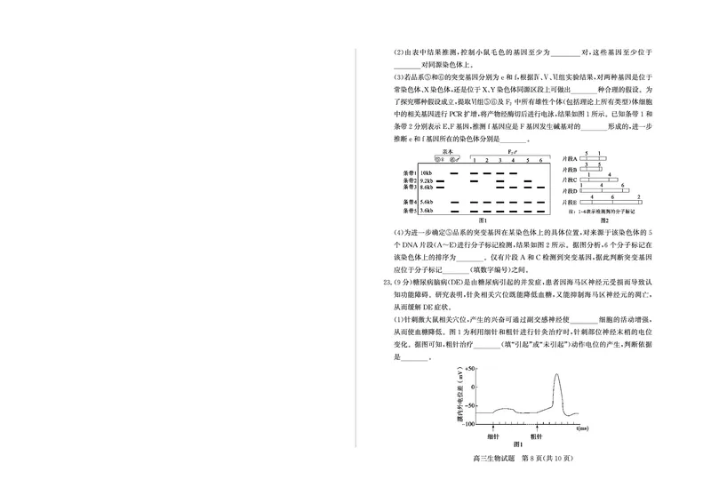 山东省（烟台市、德州市）2025届高三高考适应性测试生物_2025年5月_250511山东省（烟台市、德州市）2025届高三高考适应性测试（烟台、德州二模）（全科）