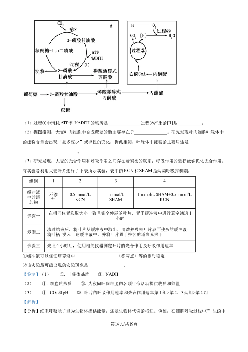 精品解析：重庆实验外国语学校2025-2026学年高三上学期9月月考2生物试题（解析版）_2025年10月_251001重庆实验外国语学校2025-2026学年高三上学期9月月考（二）（全科）