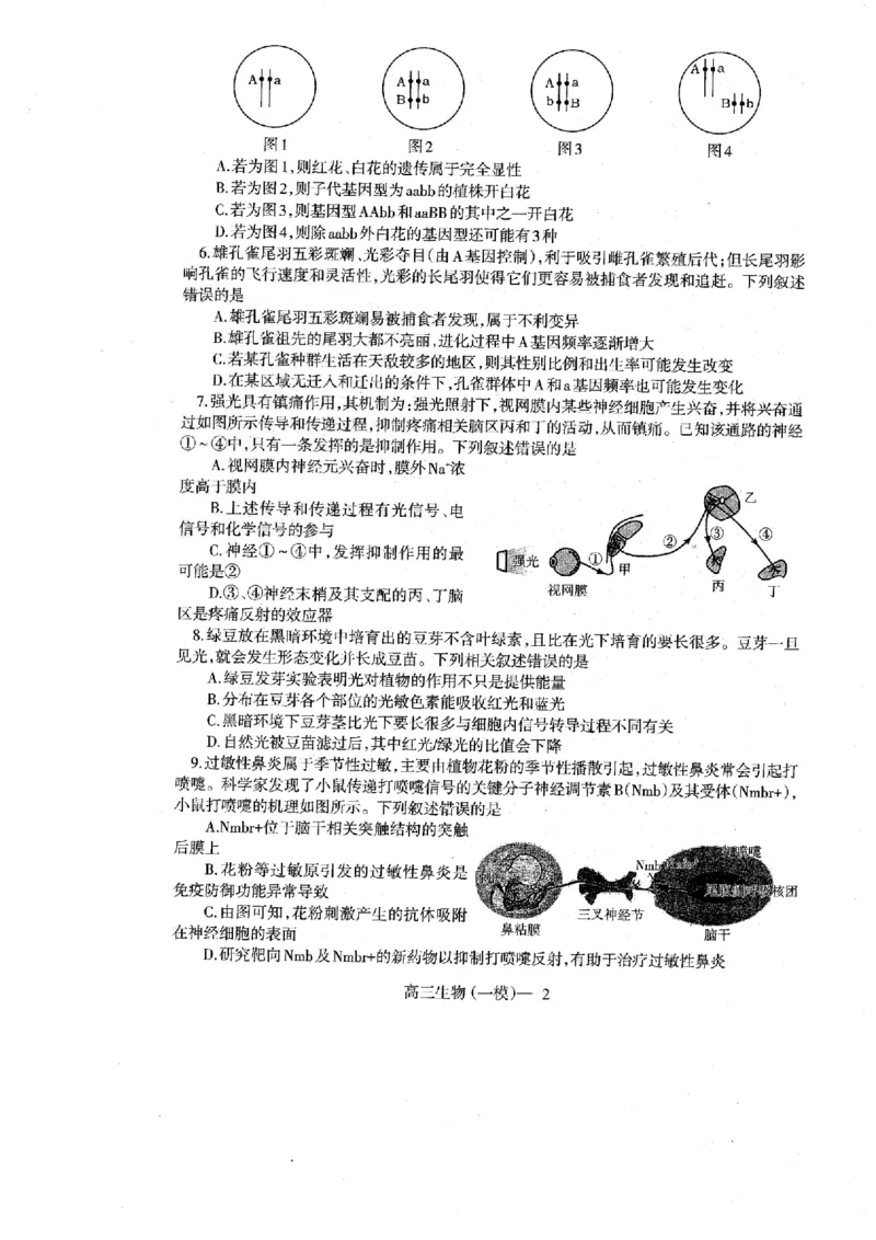 辽宁省协作校2024-2025学年度下学期高三第一次模拟考试生物_2025年3月_250328辽宁省协作校2024-2025学年度下学期高三第一次模拟考试（全科）