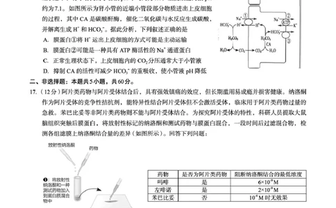 广西2026届新高考秋季学期8月适应性联合测试生物_2025年8月_250821邕衡教育&middot;名校联盟广西2026届新高考秋季学期8月适应性联合测试（全科）