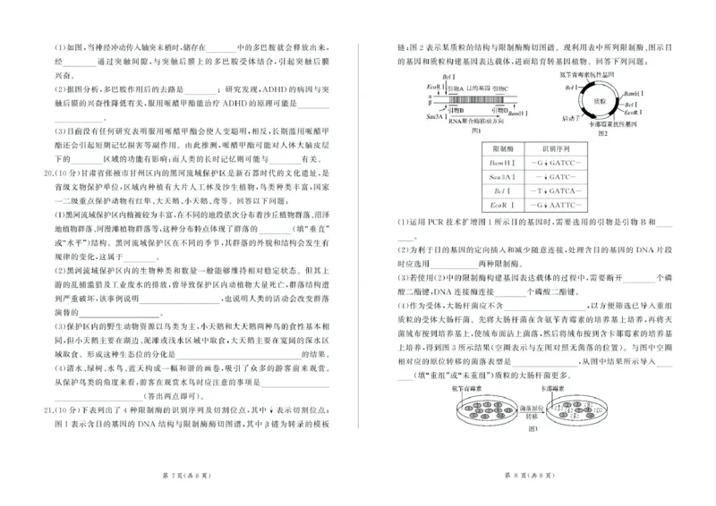 甘肃省部分学校2025届高三上学期第一次联考（期末）生物试卷（含解析）_2025年1月_250109甘肃省部分学校2025届高三上学期第一次联考（期末）
