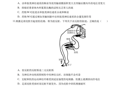 高二生物上学期第一次月考02测试范围：第1-2章（考试版）（人教版2019）_1多考区联考试卷_2510142025-2026学年高二生物上学期第一次月考试题