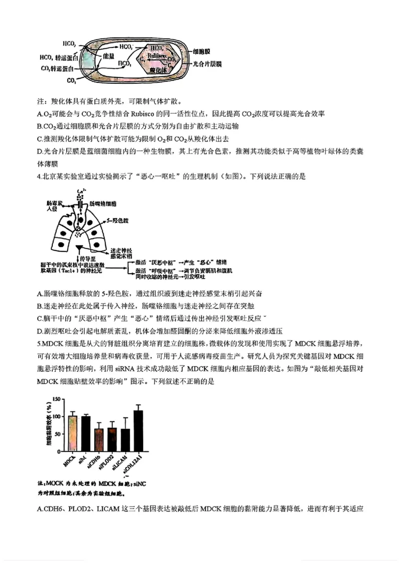湖南省长沙市长郡中学2025届高三下学期4月月考（八）生物试题+答案_2025年4月_250416湖南省长沙市长郡中学2024-2025学年高三下学期月考（八）（全科）