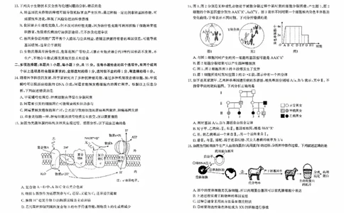 河北省2026届高三年级阶段性联合测评生物_2025年10月_251022河北省2026届高三年级阶段性联合测评（全科）