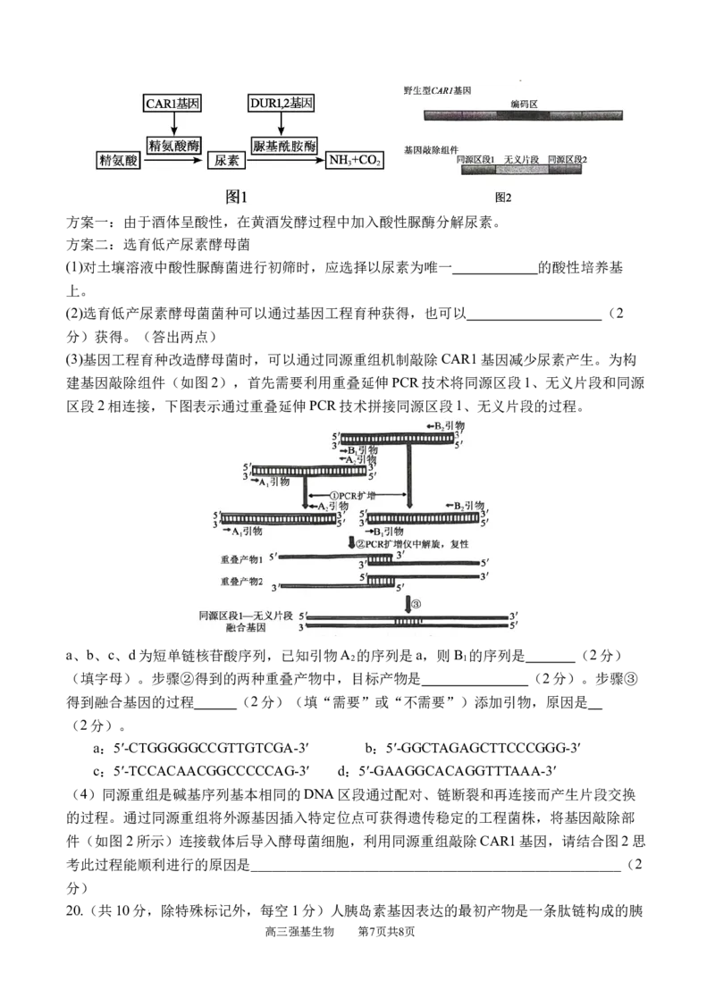 生物_2025年9月_250925四川省遂宁市射洪中学2026届高三上学期9月第一次模拟考试（全科）_四川省遂宁市射洪中学2026届高三上学期9月第一次模拟考试生物Word版含答案