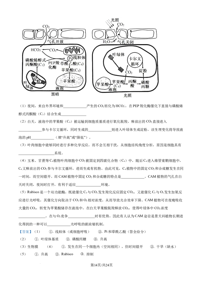 江苏省锡山高级中学2024-2025学年高三下学期2月综合练习生物答案_2025年3月_250301江苏省锡山高级中学2024-2025学年高三下学期2月综合练习（全科）