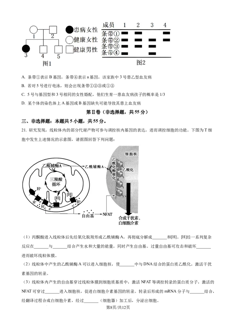 精品解析：山东省实验中学2025&mdash;2026学年高三上学期第一次诊断性考试生物试题（原卷版）_2025年10月_251016山东省实验中学2026届高三第一次诊断性考试（10月）