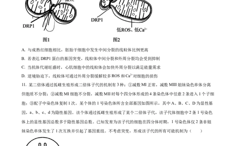 精品解析：山东省实验中学2025&mdash;2026学年高三上学期第一次诊断性考试生物试题（原卷版）_2025年10月_251016山东省实验中学2026届高三第一次诊断性考试（10月）