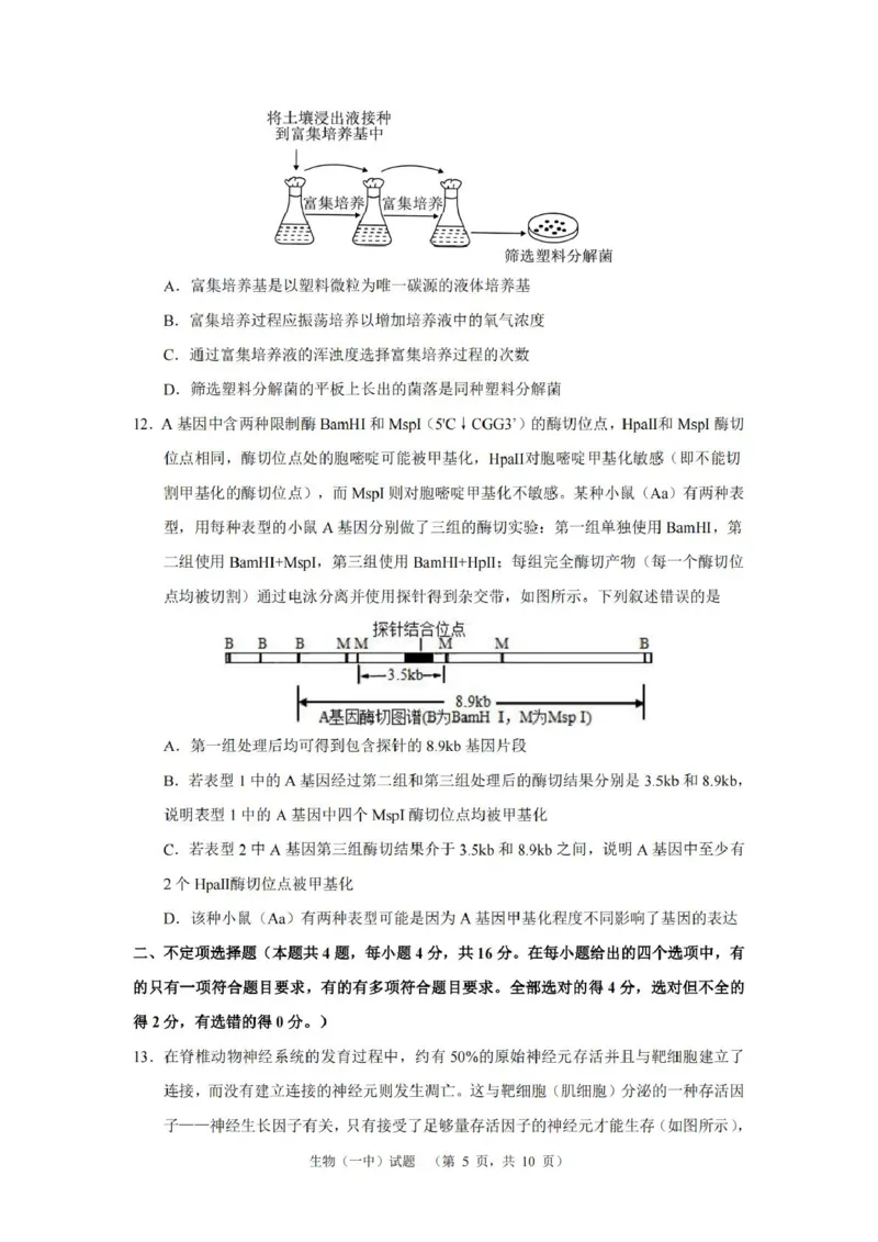 湖南省长沙市第一中学2025届高三上学期阶段性检测（五）生物试卷（含解析）_2025年1月_250107湖南省长沙市第一中学2025届高三上学期阶段性检测（五）