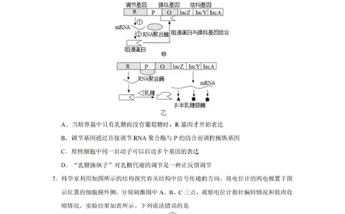 湖南省长沙市第一中学2025届高三上学期阶段性检测（五）生物试卷（含解析）_2025年1月_250107湖南省长沙市第一中学2025届高三上学期阶段性检测（五）