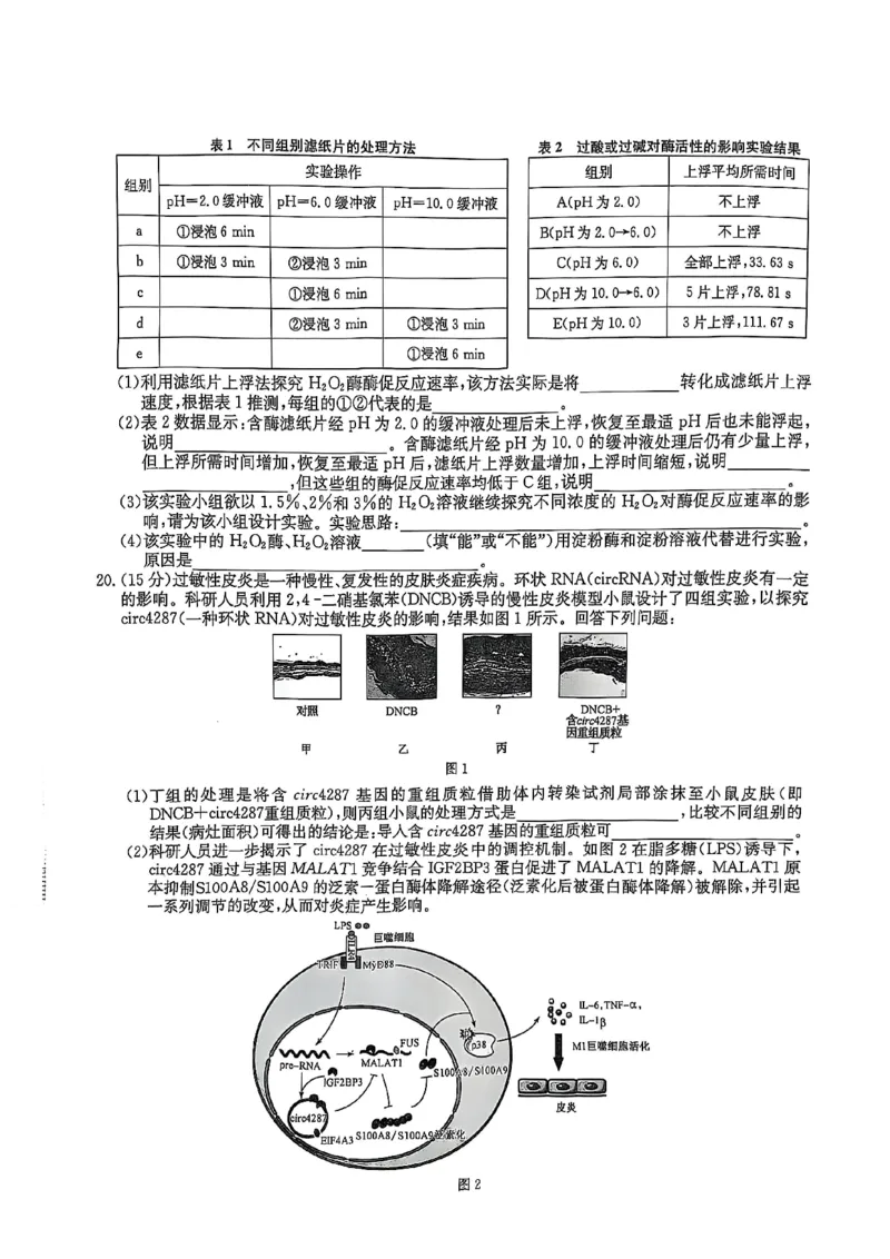 湖北省黄冈市2025届高三下学期核心预测卷生物_2025年2月_2502282025届高三下学期核心预测卷（全科）