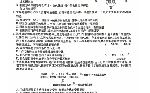 湖北省黄冈市2025届高三下学期核心预测卷生物_2025年2月_2502282025届高三下学期核心预测卷（全科）