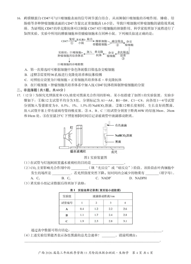 广西邕衡2025年11月高三联考生物邕衡2025年11月高三联考生物试卷_2025年11月_251126广西邕衡教育&middot;名校联盟广西2026届高三年级秋季学期11月份阶段性联合测试（全科）