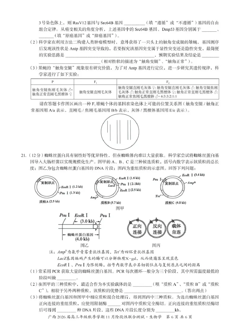广西邕衡2025年11月高三联考生物邕衡2025年11月高三联考生物试卷_2025年11月_251126广西邕衡教育&middot;名校联盟广西2026届高三年级秋季学期11月份阶段性联合测试（全科）