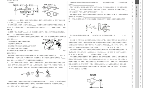 高二生物期中模拟卷01测试范围：人教版2019选必1全册（考试版A3）（新高考专用）(1)_1多考区联考_1014高二期中模拟卷（新高考通用）黄金卷：2024-2025学年高二上学期期中模拟考试