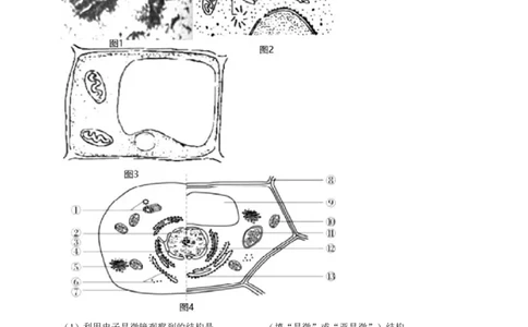 2024上海生物等级考考前必刷信息卷2含解析_2024高考押题卷_62024学科网全系列_2024年高考考前信息必刷卷_（上海）信息必刷卷_2024上海生物等级考考前必刷信息卷（1-5）