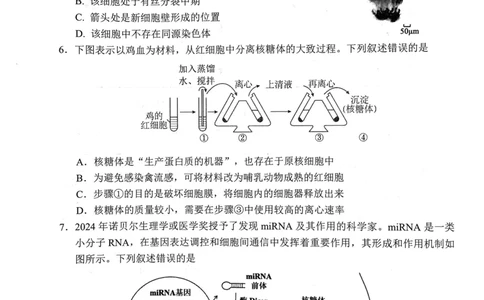 武昌区2025届高三年级上学期期末质量检测生物_2025年1月_250118湖北省武汉市武昌区2025届高三年级上学期期末质量检测（全科）_武昌区2025届高三年级上学期期末质量检测生物