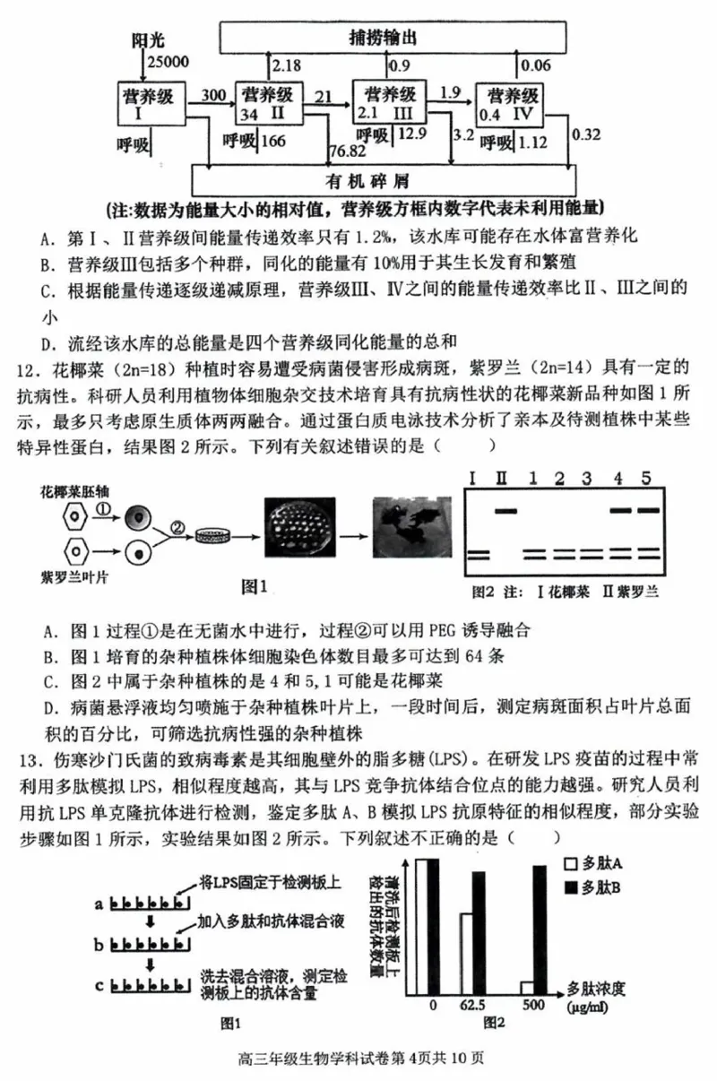 辽宁省五校（东北育才中学、辽宁省实验中学、大连24中学、大连八中、鞍山一中）2025届高三上学期期末考试生物含答案_2025年1月
