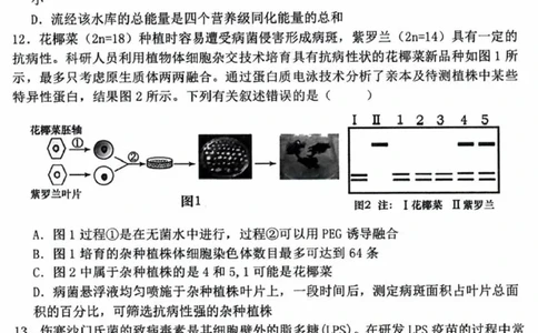 辽宁省五校（东北育才中学、辽宁省实验中学、大连24中学、大连八中、鞍山一中）2025届高三上学期期末考试生物含答案_2025年1月