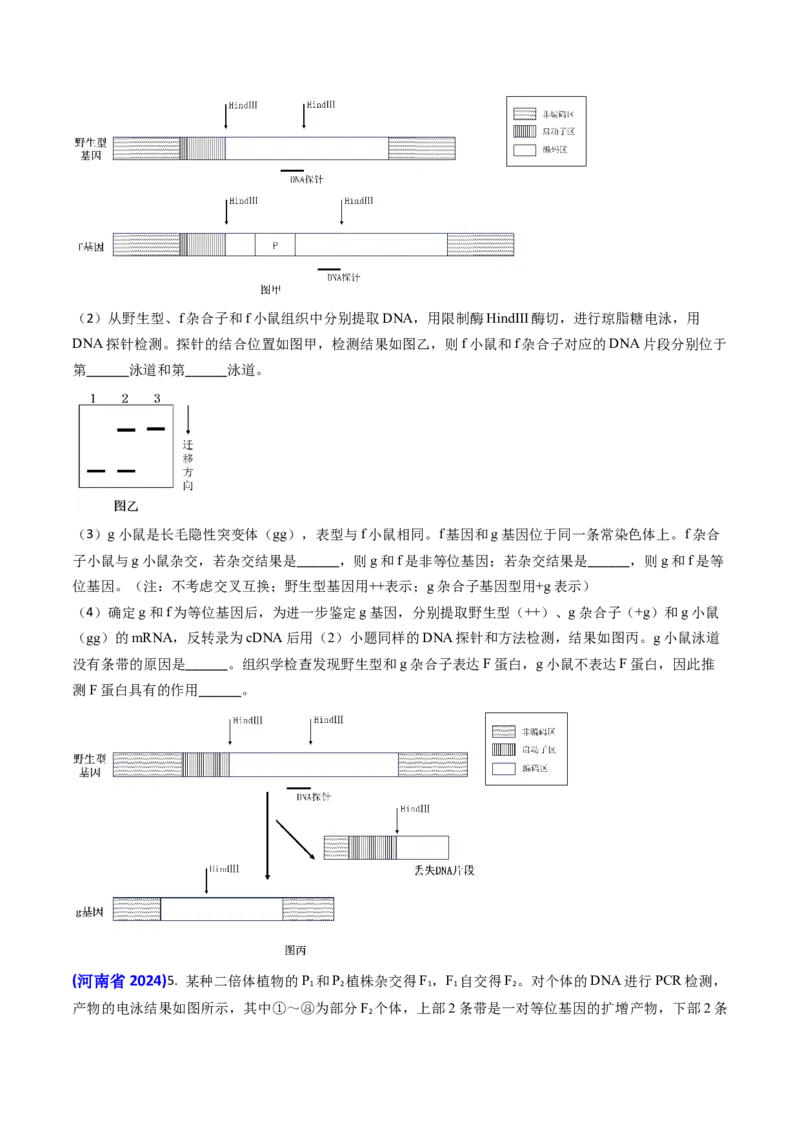 专题08遗传规律和应用-2024年高考真题和模拟题生物分类汇编(学生卷）_近10年高考真题汇编（必刷）_十年（2014-2024）高考生物真题分项汇编（全国通用）