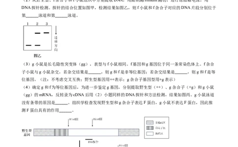 专题08遗传规律和应用-2024年高考真题和模拟题生物分类汇编(学生卷）_近10年高考真题汇编（必刷）_十年（2014-2024）高考生物真题分项汇编（全国通用）