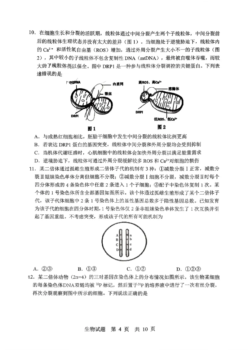 生物试题_2025年10月_251016山东省实验中学2026届高三第一次诊断性考试（10月）_山东省实验中学2025&mdash;2026学年高三上学期第一次诊断性考试生物试题